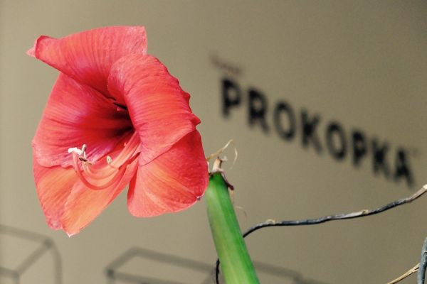 Prokopka (Prag)